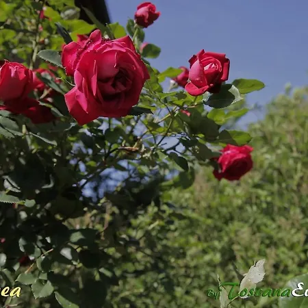 La Romea Appartamento