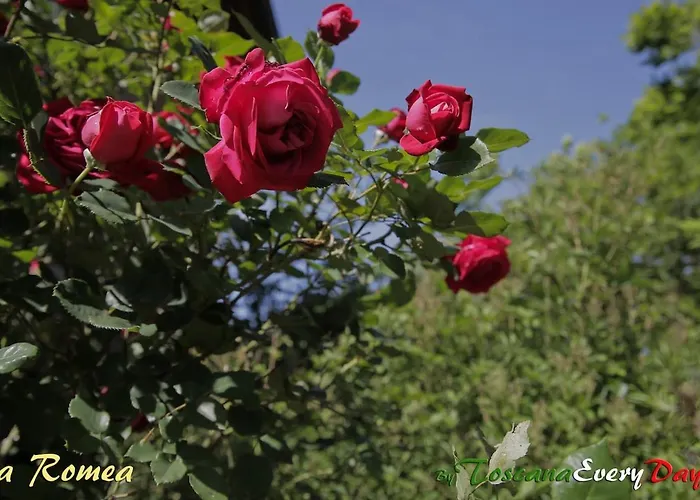 La Romea Apartamento